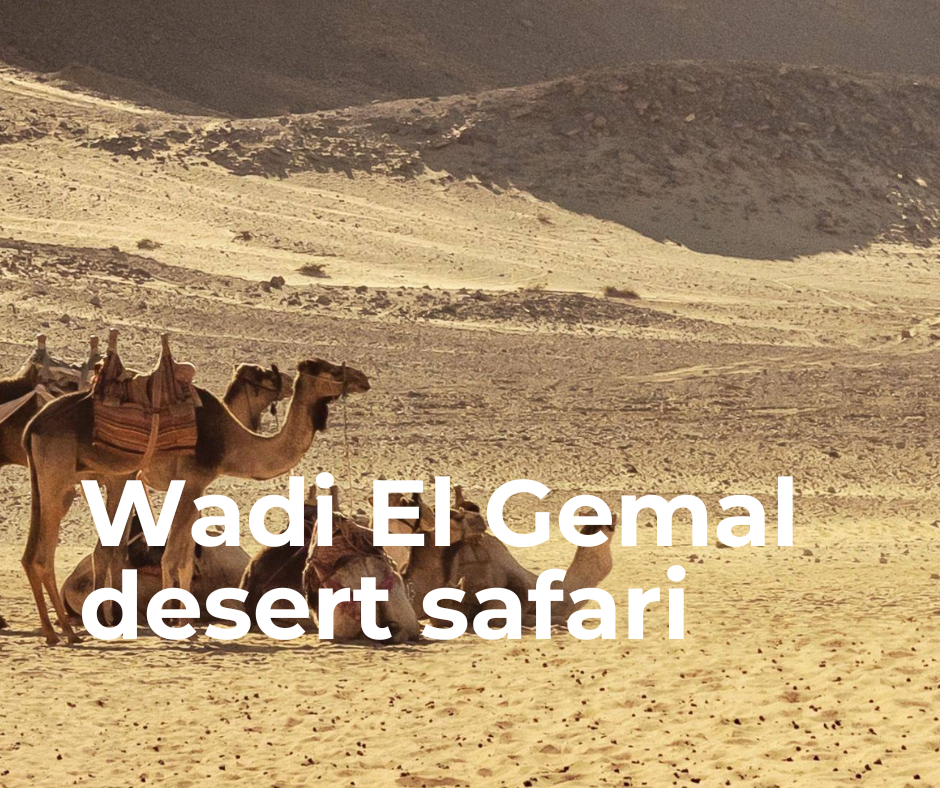 Wadi El Gemal Desert Safari