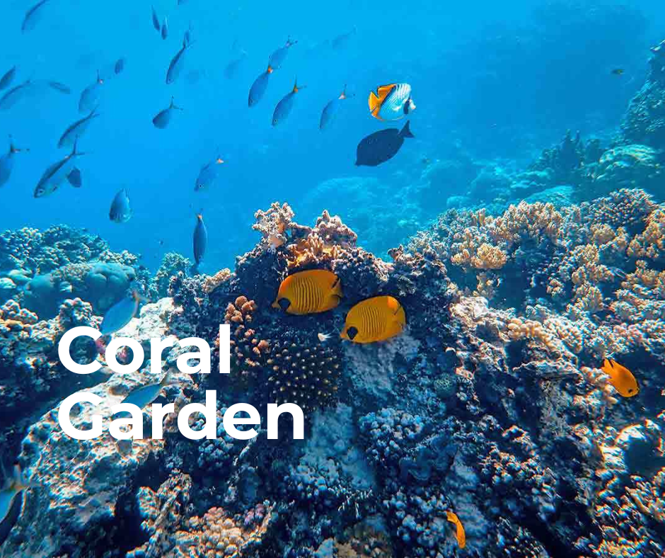 Coral Garden
