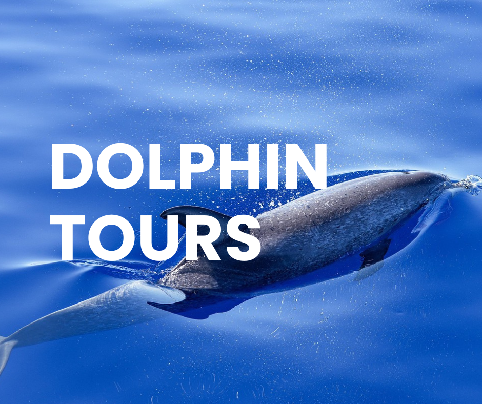 Dolphin Tours